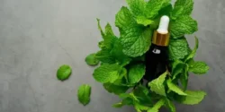 خواص عرق پونه برای مردان و زنان در طب سنتی مدرن