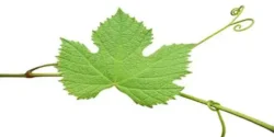 خواص اشک مو برای مردان و زنان در طب سنتی مدرن