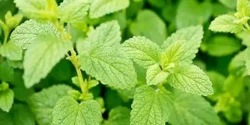 خواص بادرنجبویه برای مردان و زنان در طب سنتی مدرن