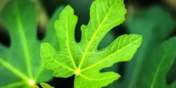 خواص برگ انجیر برای مردان و زنان در طب سنتی مدرن