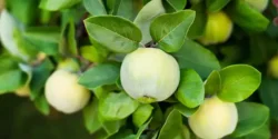 خواص برگ به برای مردان و زنان در طب سنتی مدرن