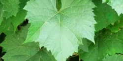 خواص برگ مو برای مردان و زنان در طب سنتی مدرن