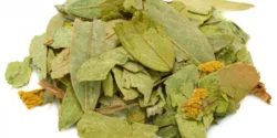 خواص برگ سنا برای مردان و زنان در طب سنتی مدرن