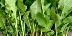 خواص برگ تربچه برای مردان و زنان در طب سنتی مدرن