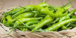 خواص فلفل سبز شیرین برای مردان و زنان در طب سنتی مدرن
