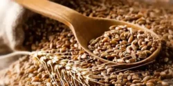 خواص گندم برای مردان و زنان در طب سنتی مدرن