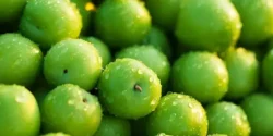 خواص گوجه سبز برای مردان و زنان در طب سنتی مدرن