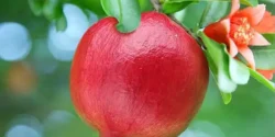 خواص گل انار برای مردان و زنان در طب سنتی مدرن