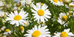 خواص گل بابونه برای مردان و زنان در طب سنتی مدرن
