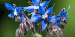 خواص گل گاوزبان برای مردان و زنان در طب سنتی مدرن