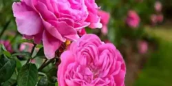 خواص گل محمدی برای مردان و زنان در طب سنتی مدرن