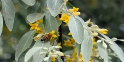 خواص گل سنجد برای مردان و زنان در طب سنتی مدرن