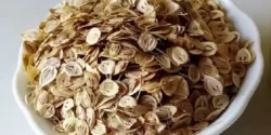 خواص گلپر برای مردان و زنان در طب سنتی مدرن