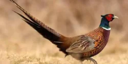 خواص گوشت قرقاول برای مردان و زنان در طب سنتی مدرن