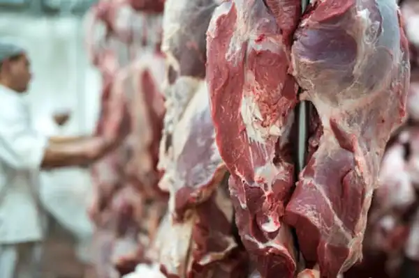 خواص گوشت غزال برای مردان و زنان در طب سنتی مدرن