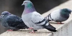 خواص گوشت قمری برای مردان و زنان در طب سنتی مدرن