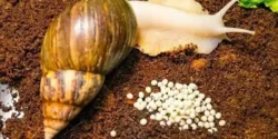 خواص گوشت حلزون برای مردان و زنان در طب سنتی مدرن
