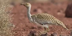 خواص گوشت هوبره برای مردان و زنان در طب سنتی مدرن