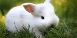 خواص گوشت خرگوش برای مردان و زنان در طب سنتی مدرن