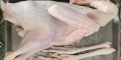 خواص گوشت خروس برای مردان و زنان در طب سنتی مدرن