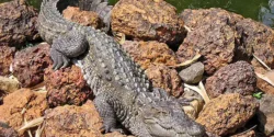 خواص گوشت تمساح برای مردان و زنان در طب سنتی مدرن