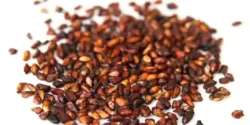 خواص هسته انار برای مردان و زنان در طب سنتی مدرن