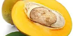 خواص هسته انبه برای مردان و زنان در طب سنتی مدرن