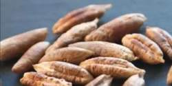 خواص هسته خرما برای مردان و زنان و سرما خوردگی و بارداری