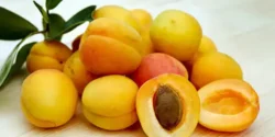 خواص هسته زردآلو برای مردان و زنان در طب سنتی مدرن
