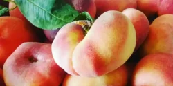 خواص هلو انجیری برای مردان و زنان در طب سنتی مدرن