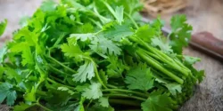 خواص جعفری برای مردان و زنان در طب سنتی مدرن