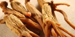 خواص جینسینگ برای مردان و زنان در طب سنتی مدرن