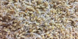 خواص جوانه ارزن برای مردان و زنان در طب سنتی مدرن