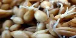 خواص جوانه جو برای مردان و زنان در طب سنتی مدرن