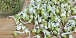 خواص جوانه ماش برای مردان و زنان در طب سنتی مدرن
