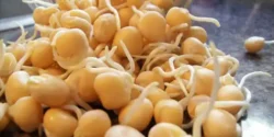 خواص جوانه نخود برای مردان و زنان در طب سنتی مدرن