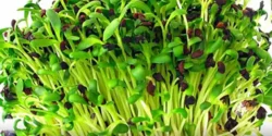 خواص جوانه یونجه برای مردان و زنان در طب سنتی مدرن