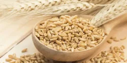 خواص جو برای مردان و زنان در طب سنتی مدرن