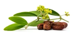خواص جوجوبا برای مردان و زنان در طب سنتی مدرن