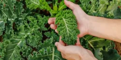 خواص کلم کیل برای مردان و زنان در طب سنتی مدرن