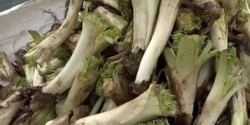 خواص کنگر برای مردان و زنان در طب سنتی مدرن