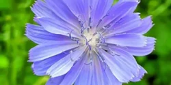 خواص کاسنی برای مردان و زنان در طب سنتی مدرن
