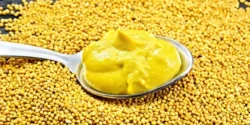خواص خردل برای مردان و زنان در طب سنتی مدرن