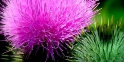 خواص خار مریم برای مردان و زنان در طب سنتی مدرن