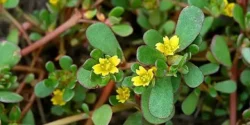خواص خرفه برای مردان و زنان در طب سنتی مدرن