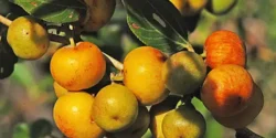 خواص کنار برای مردان و زنان در طب سنتی مدرن