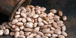 خواص لوبیا برای مردان و زنان در طب سنتی مدرن