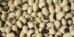 خواص لوبیا چشم بلبلی برای مردان و زنان در طب سنتی مدرن