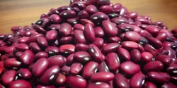 خواص لوبیا قرمز برای مردان و زنان در طب سنتی مدرن