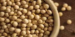خواص لوبیا سویا برای مردان و زنان در طب سنتی مدرن